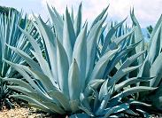 agave-plants-rockgarden
