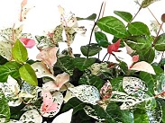 hatsuyukikazura-pinkwhite-rockgarden