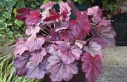heuchera-redpurple-rockgarden