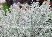 westlingia-smoky-rockgarden